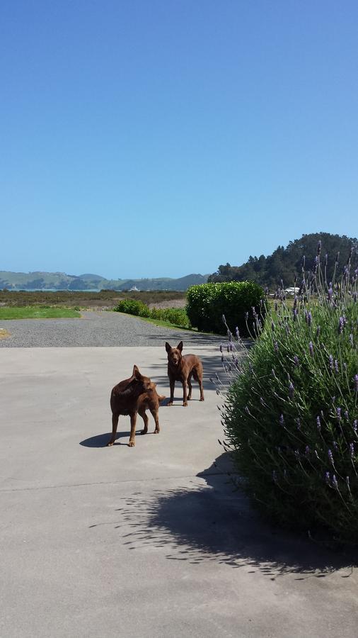 Abbey Court Motel Coromandel Exteriör bild